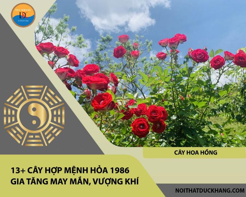 Hoa hồng đỏ cam rực rỡ hợp mệnh hỏa 1986 mang lại may mắn